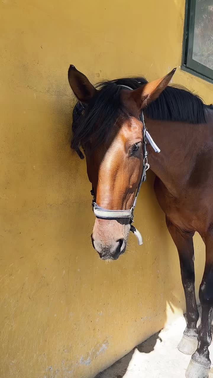 @MHA Teamriding