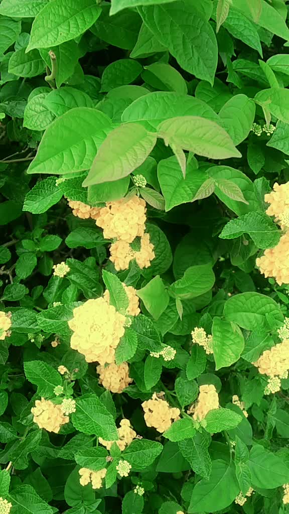 @madhuranisam
