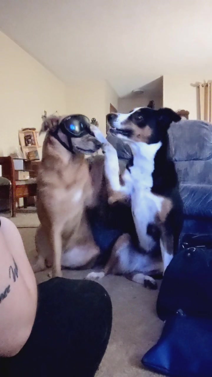 @vaguely.coonhounds