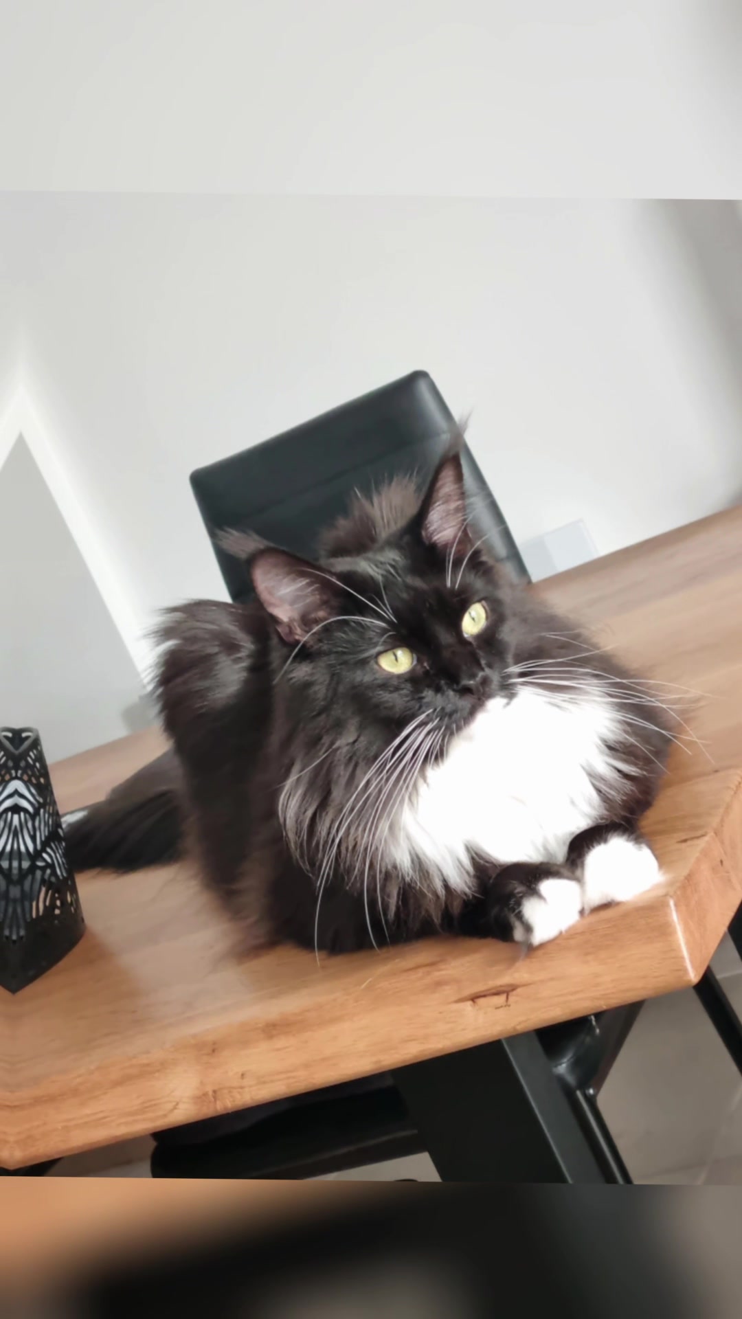 @Kelly_Ukaï_MaineCoon