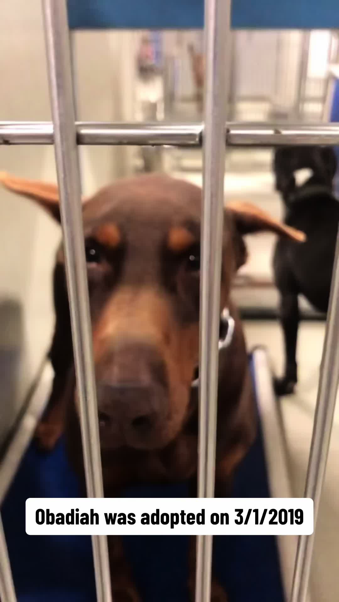 @blessed_dobies