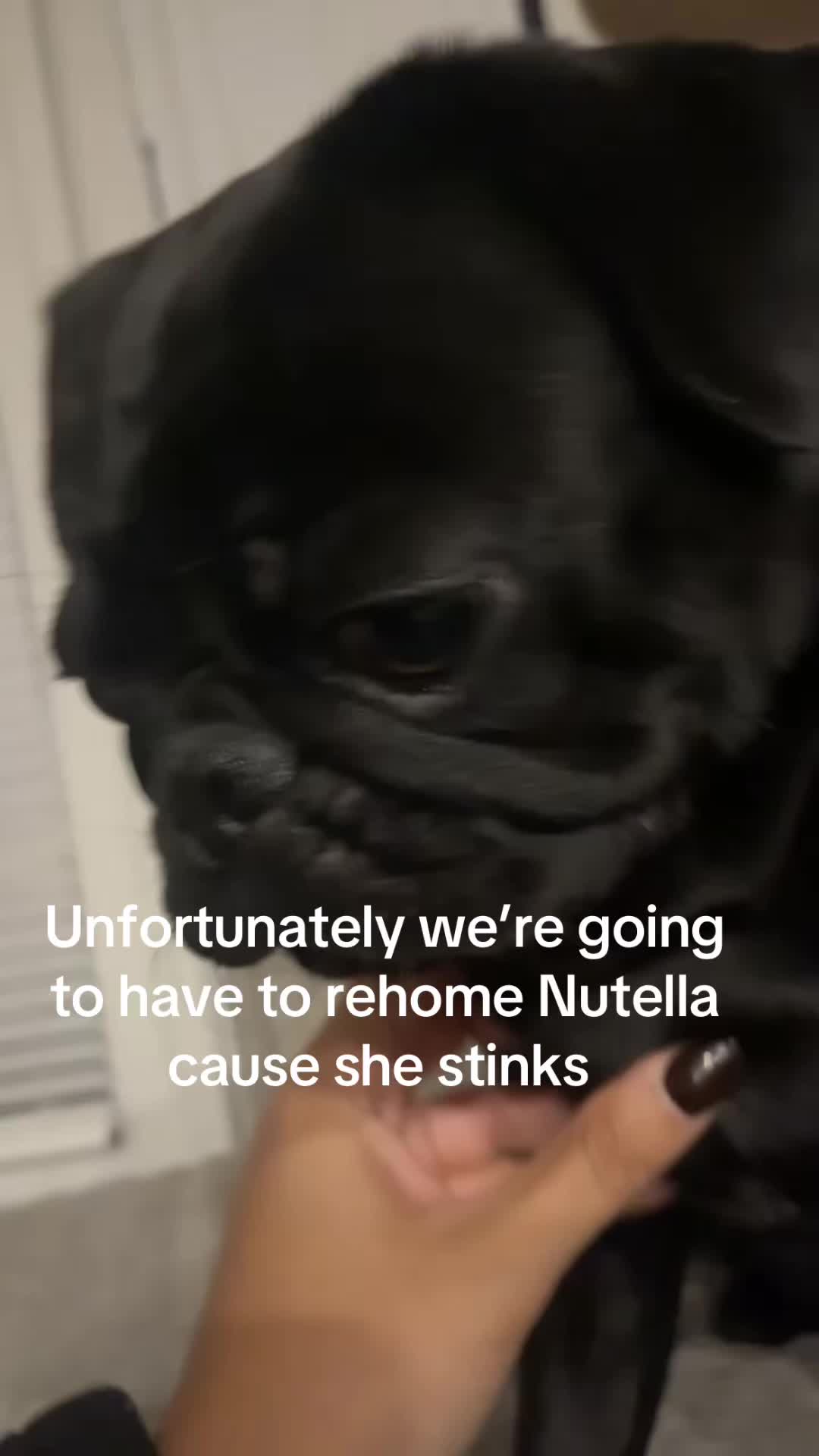 @Rigatoni the Pug