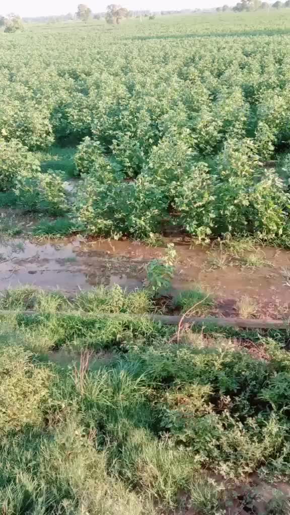 @Rohit. punia