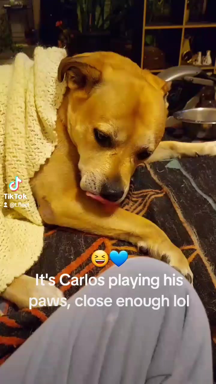 @Thesepupsthough
