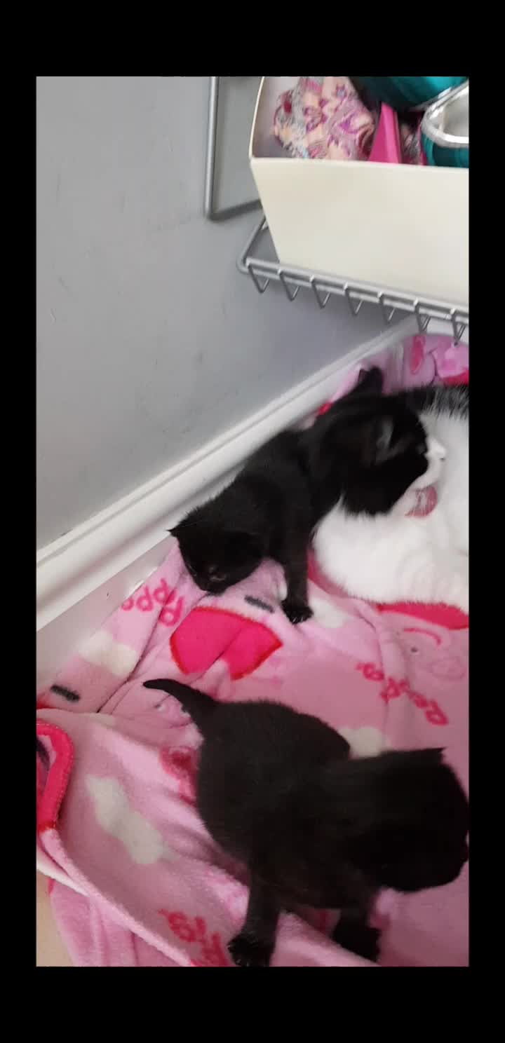 @storm.and.kittens