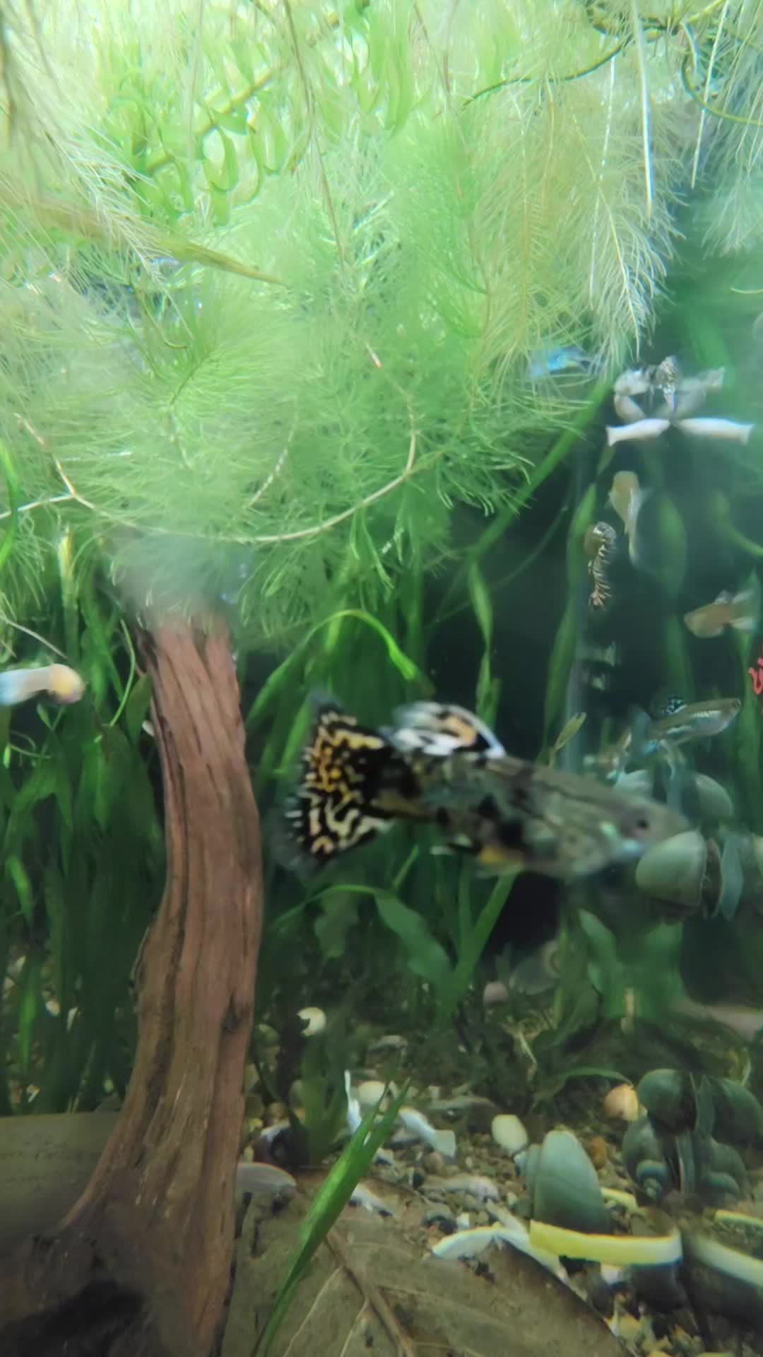 @🐠 M & D's Fish 🐠