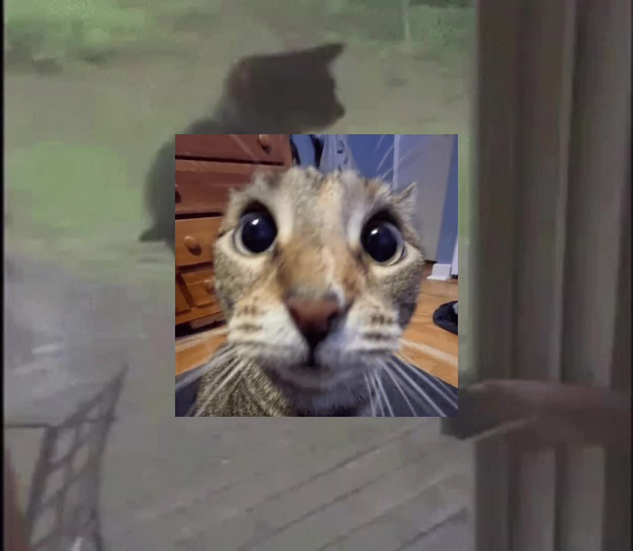 @WisdomCat