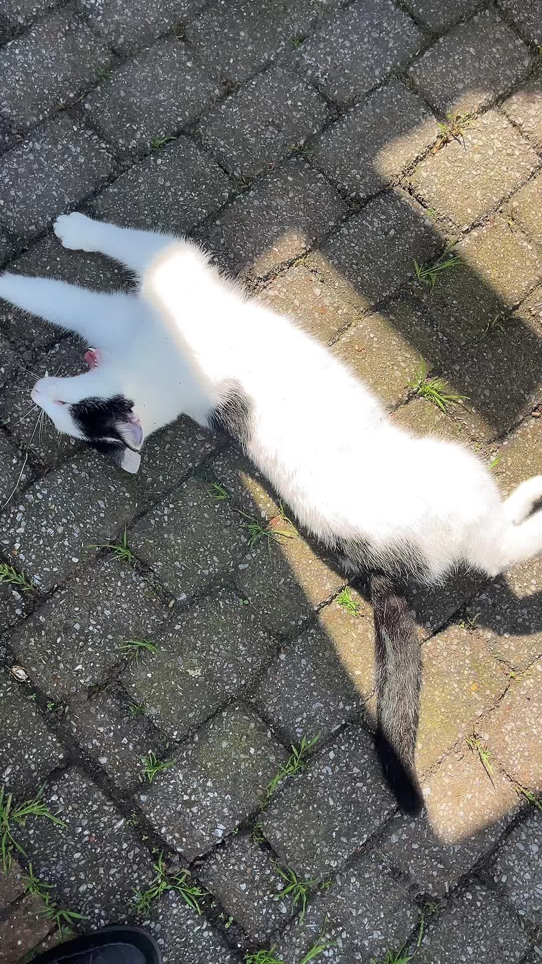 @Tootie The Cat