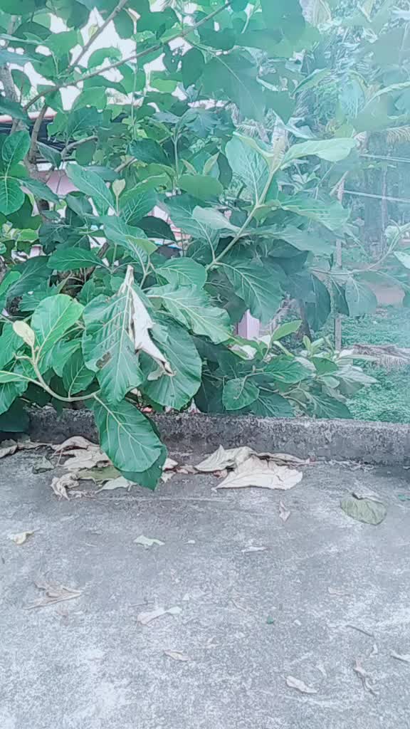 @കുരുവി