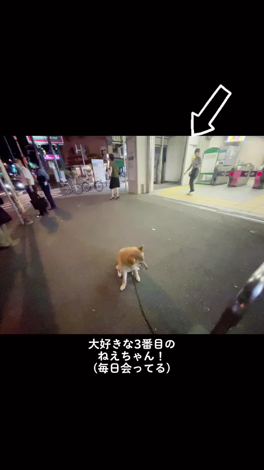 @柴犬むーちゃん