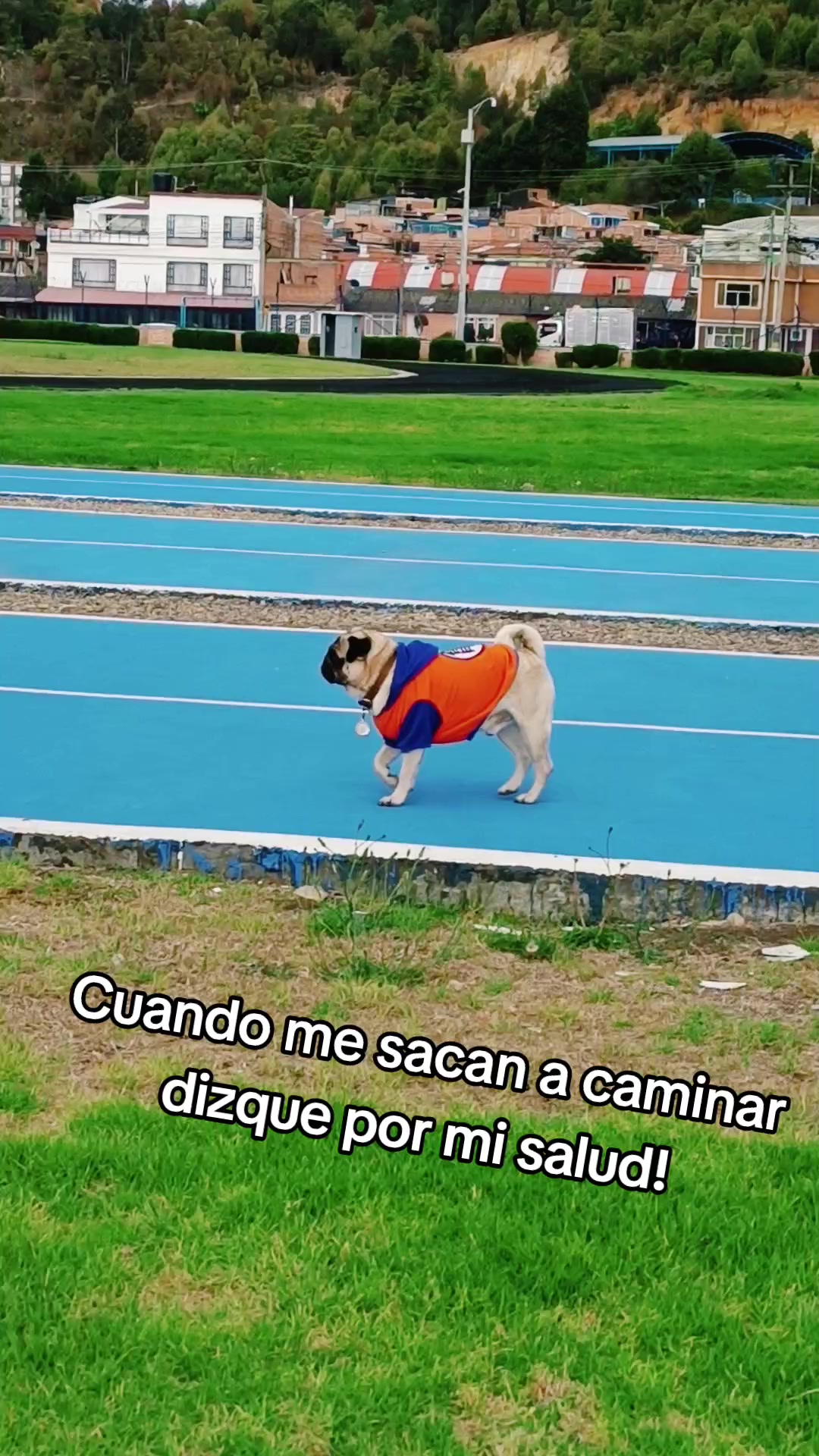 @CHATIRULO 🐶
