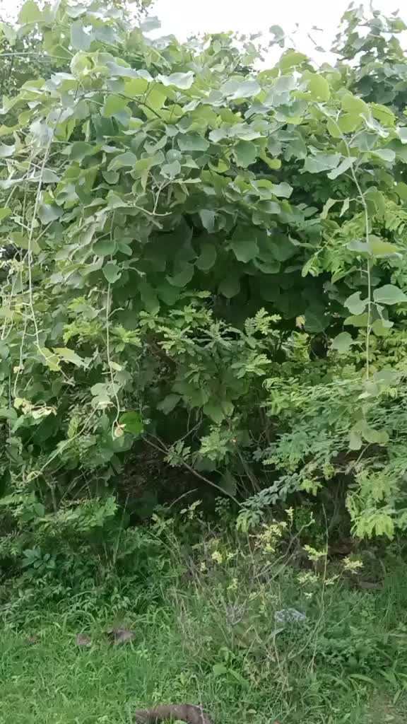 @అంకుష్ ప్రభ