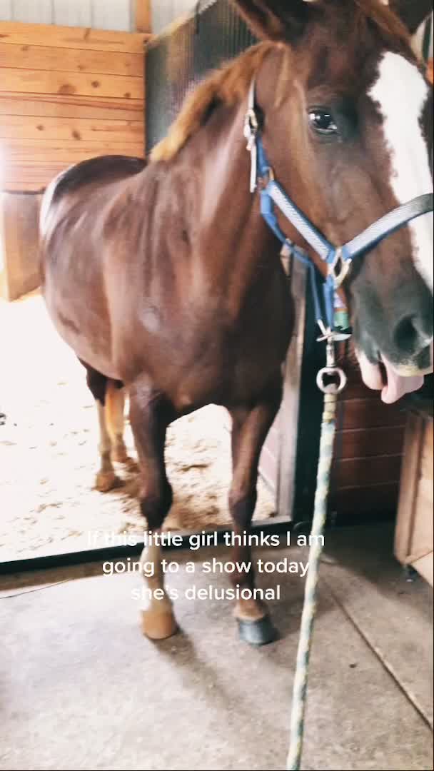 @Chunky Pony