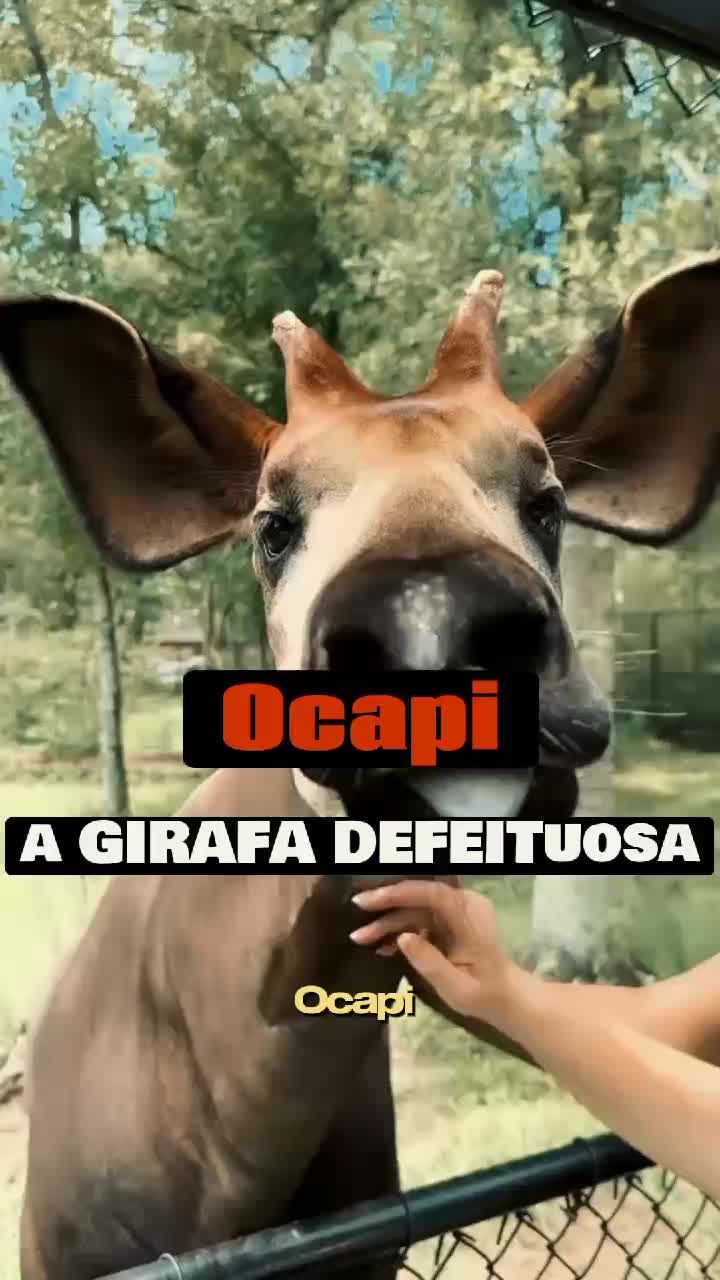 @Saf&aacute;ri-Digital