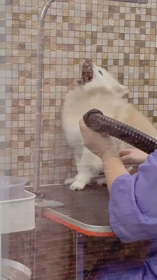@Fluffy Creamy Dog