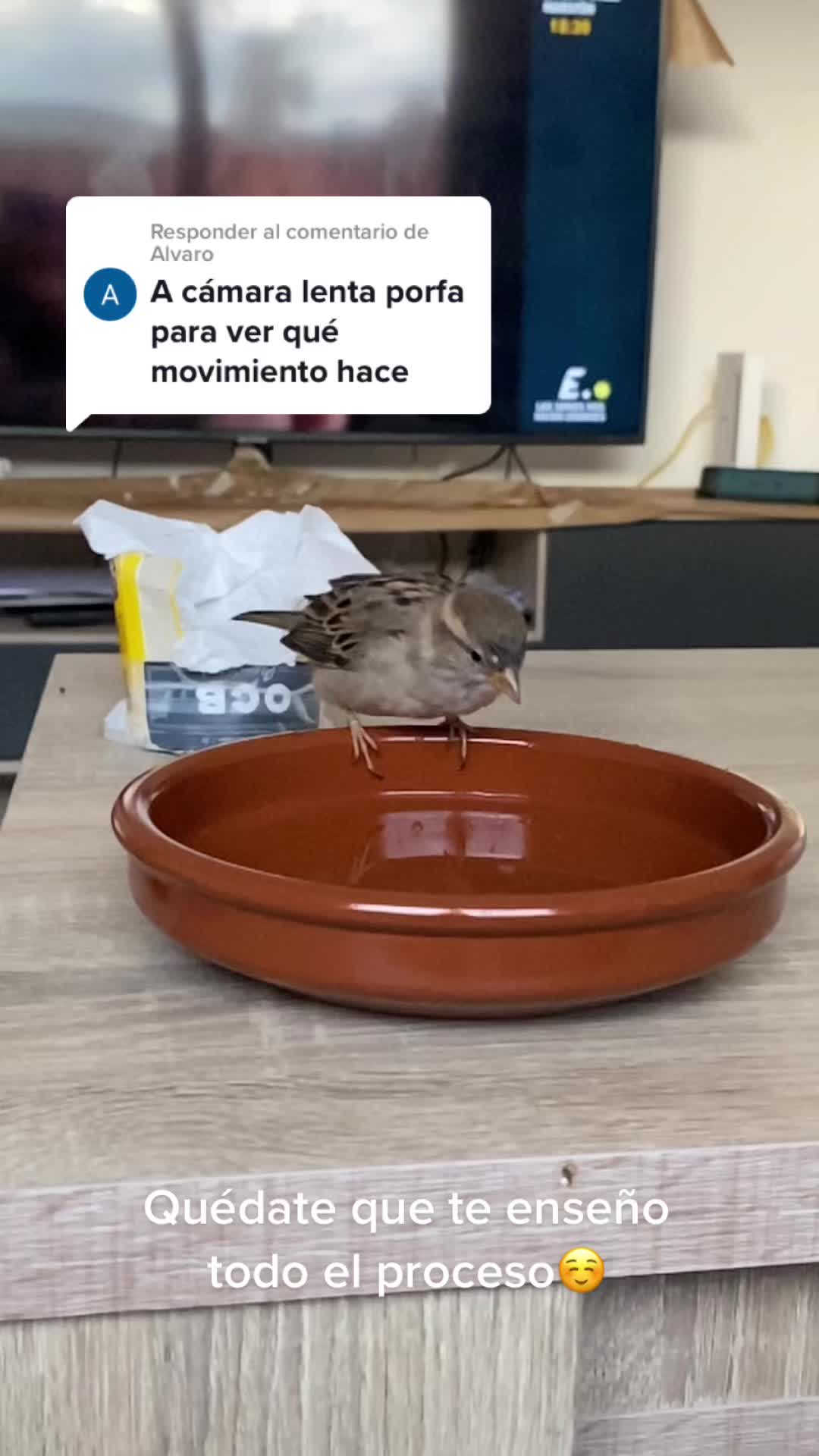 @saravtsmk