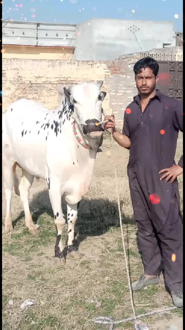 @Waqas Bhatti