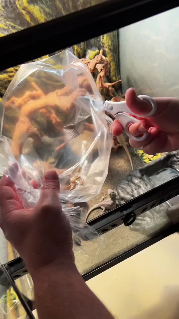 @d&m_reptile_adventure