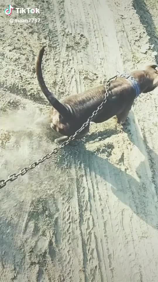 @champion dog cannel