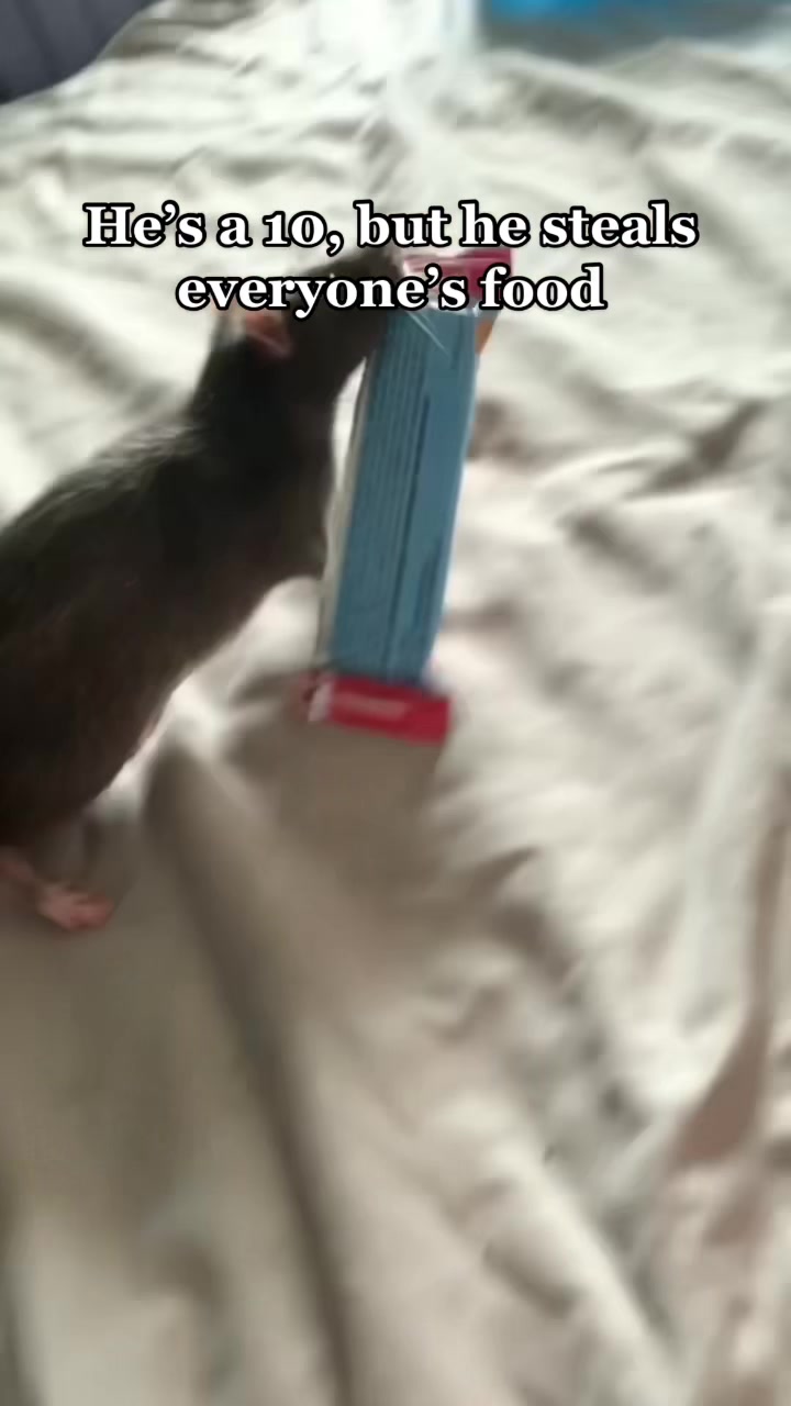 @Mini Mischief