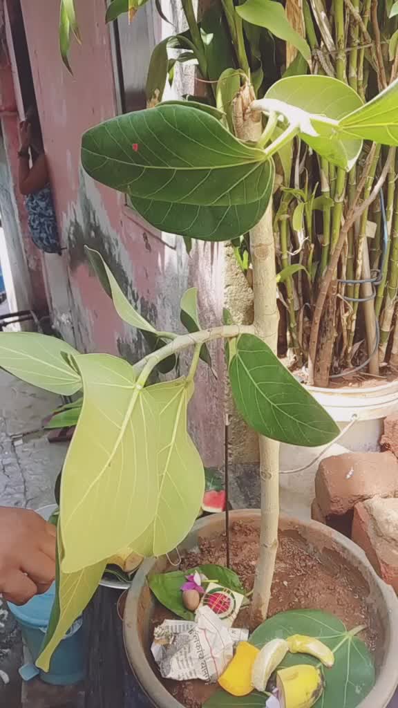 @@sukanya12