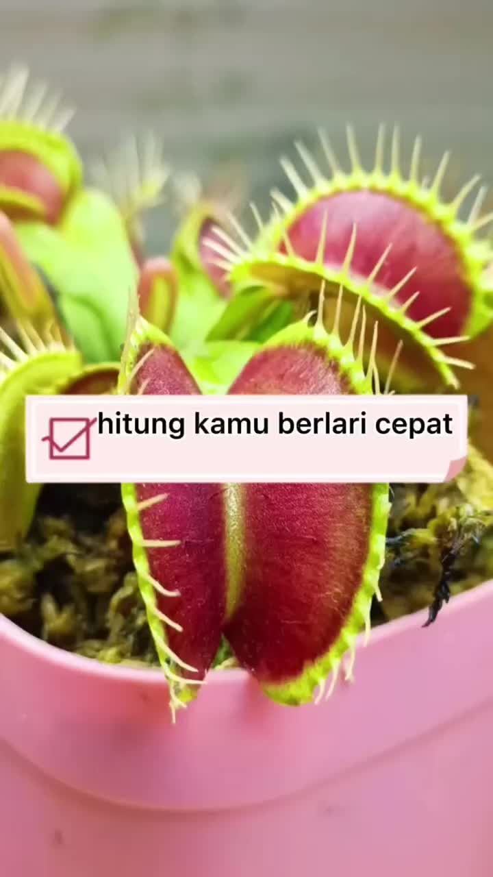 @qinta125