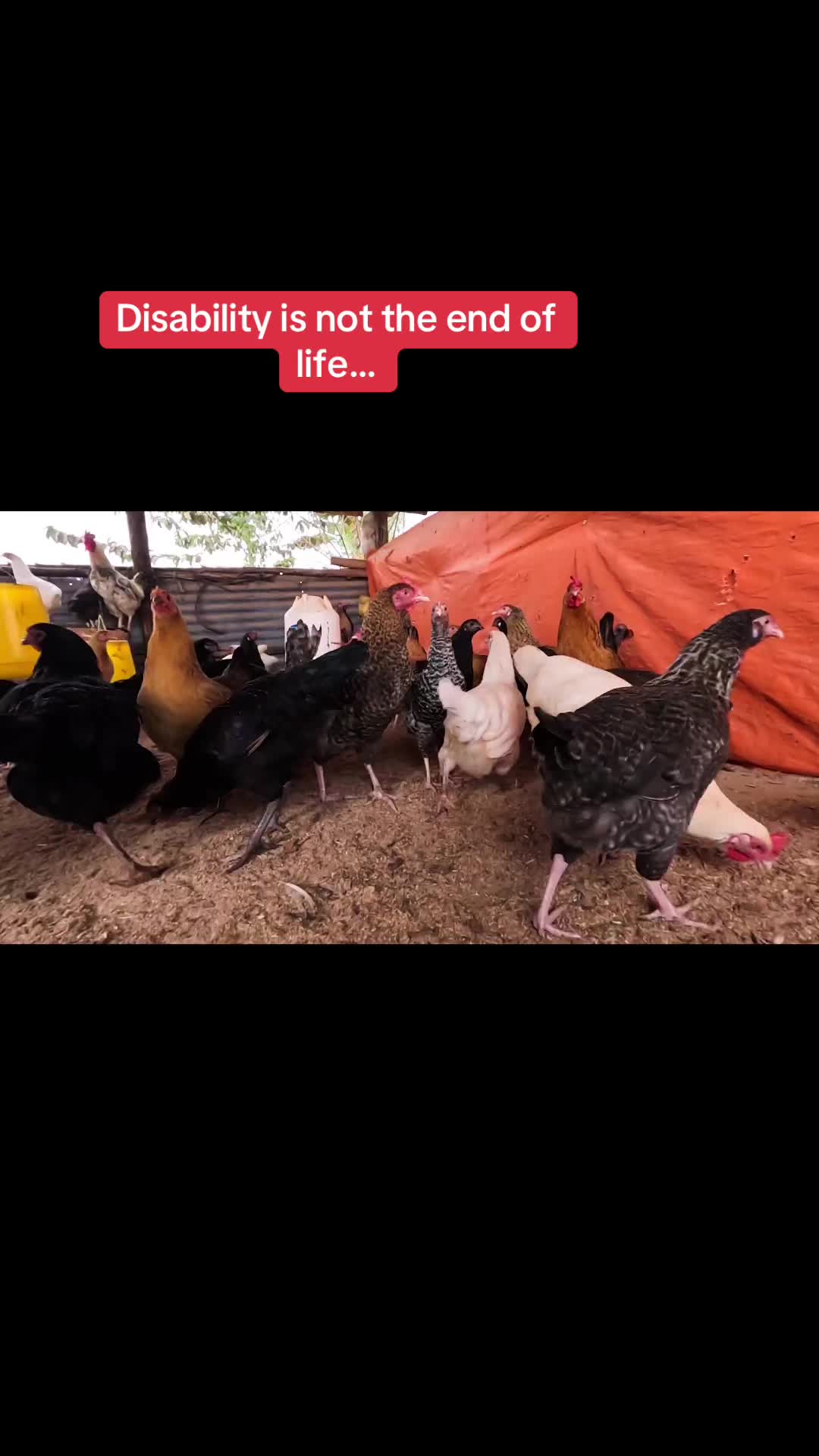 @mzee chicks ug
