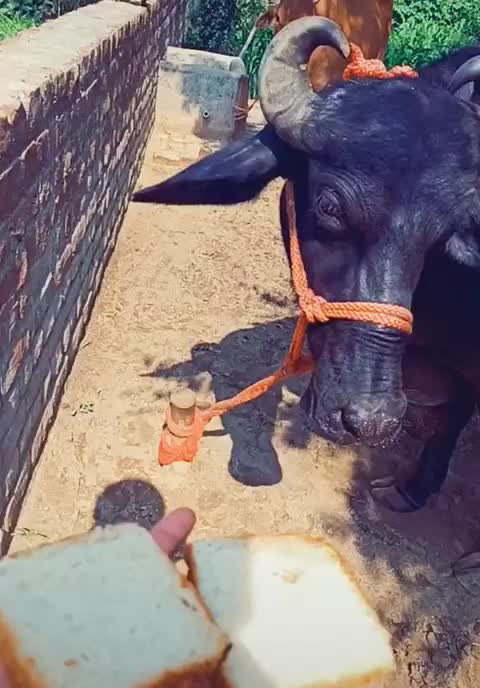 @🔥Laddi_Begowal🔥