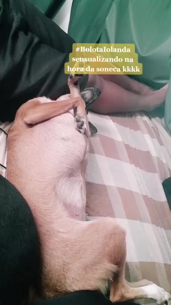 @gurias de apartamento pet🐶