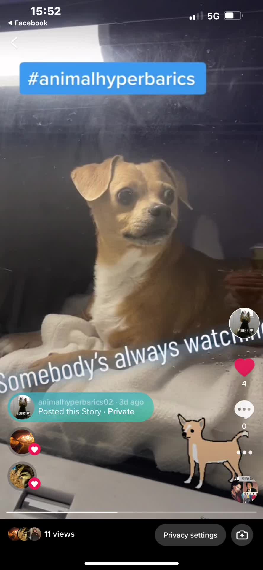 @#animalhyperbarics