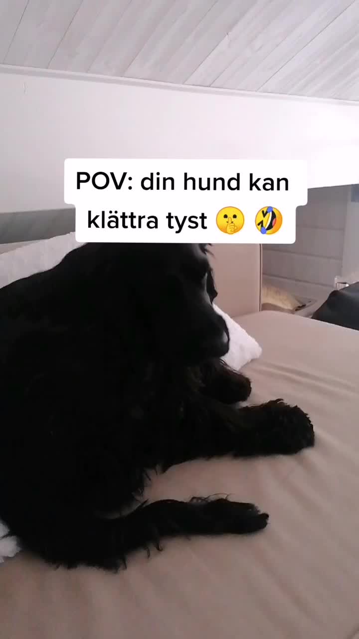 @Cockerspanielester