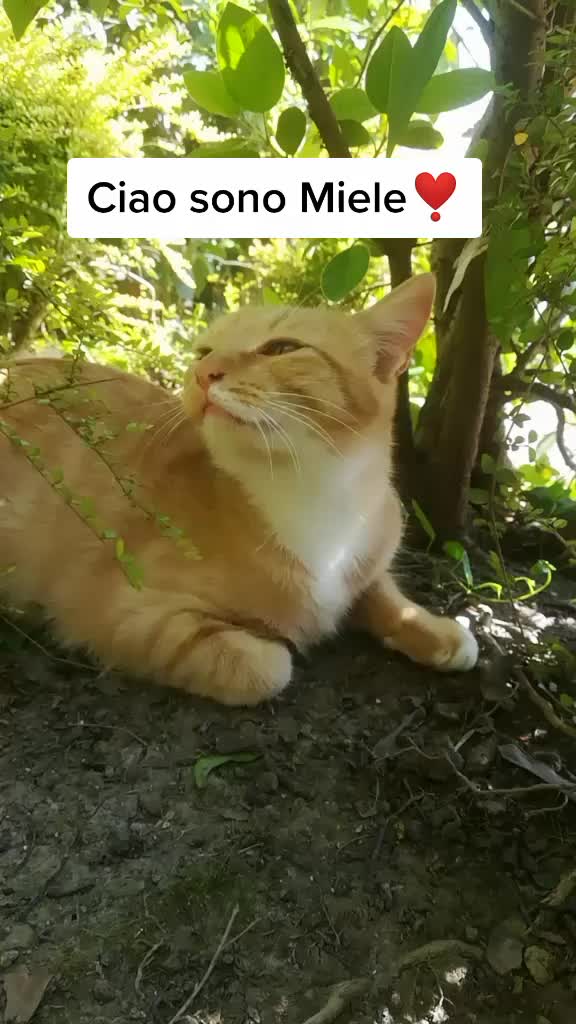 @Miele🐱🐈