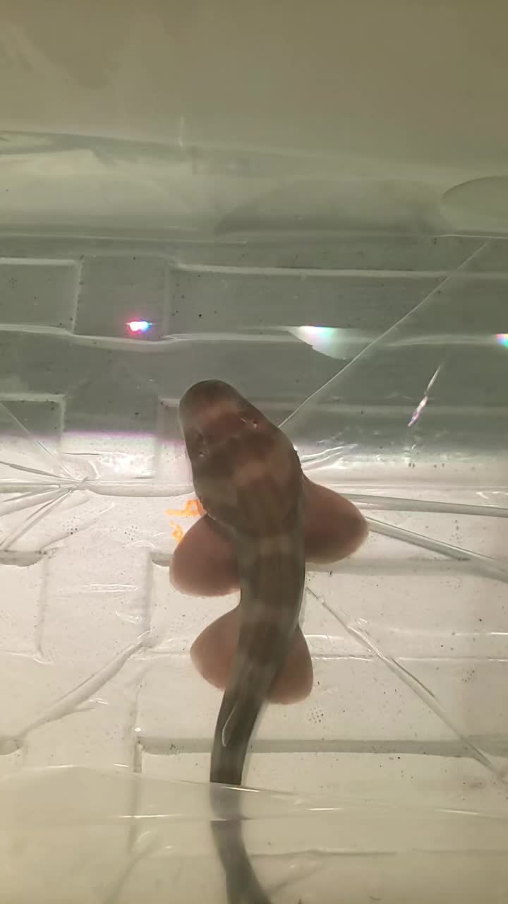 @300gallontank