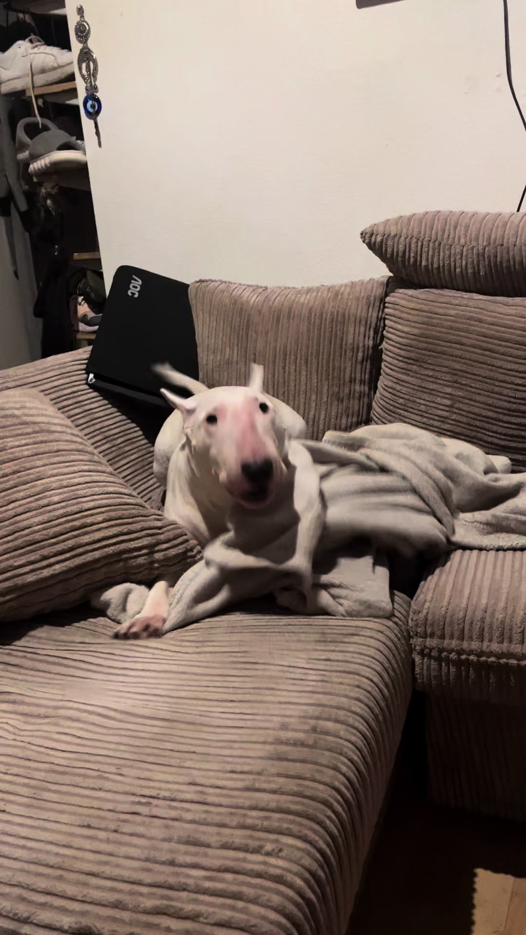 @BullTerrierlove Baby Bella