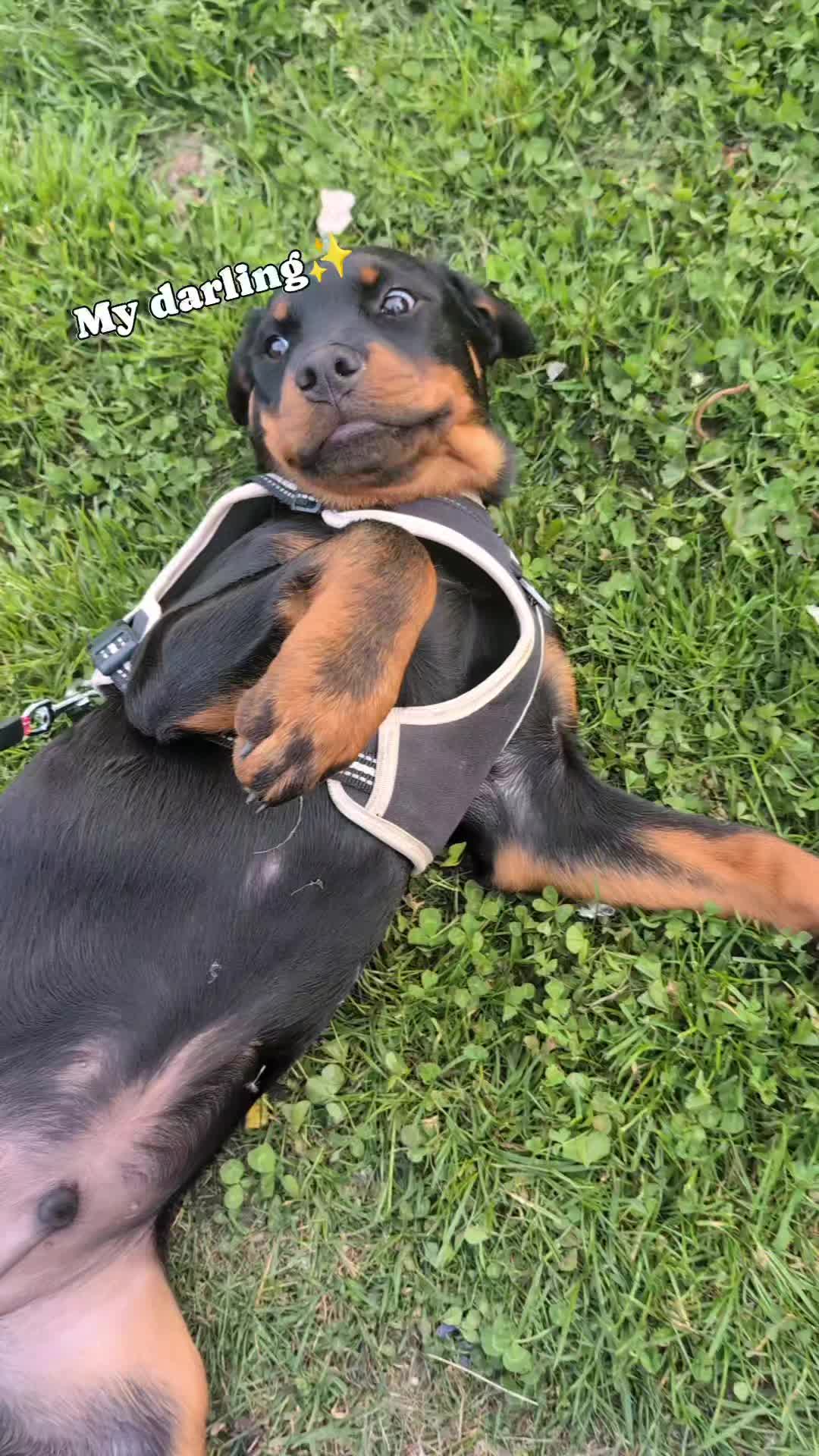 @Rio The Rottie 🐾🐶