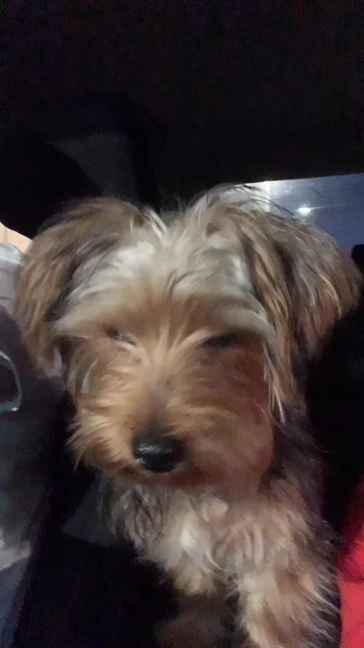 @tedtheyorkie