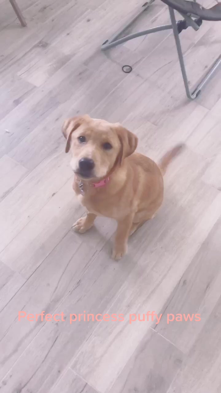 @Xena the dog