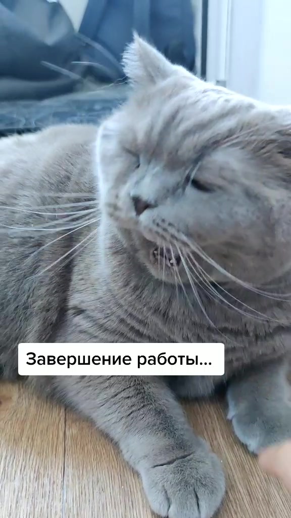 @Кошка Зефирка