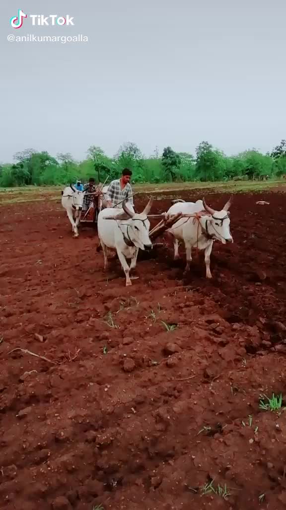 @Sai_Goalla1631