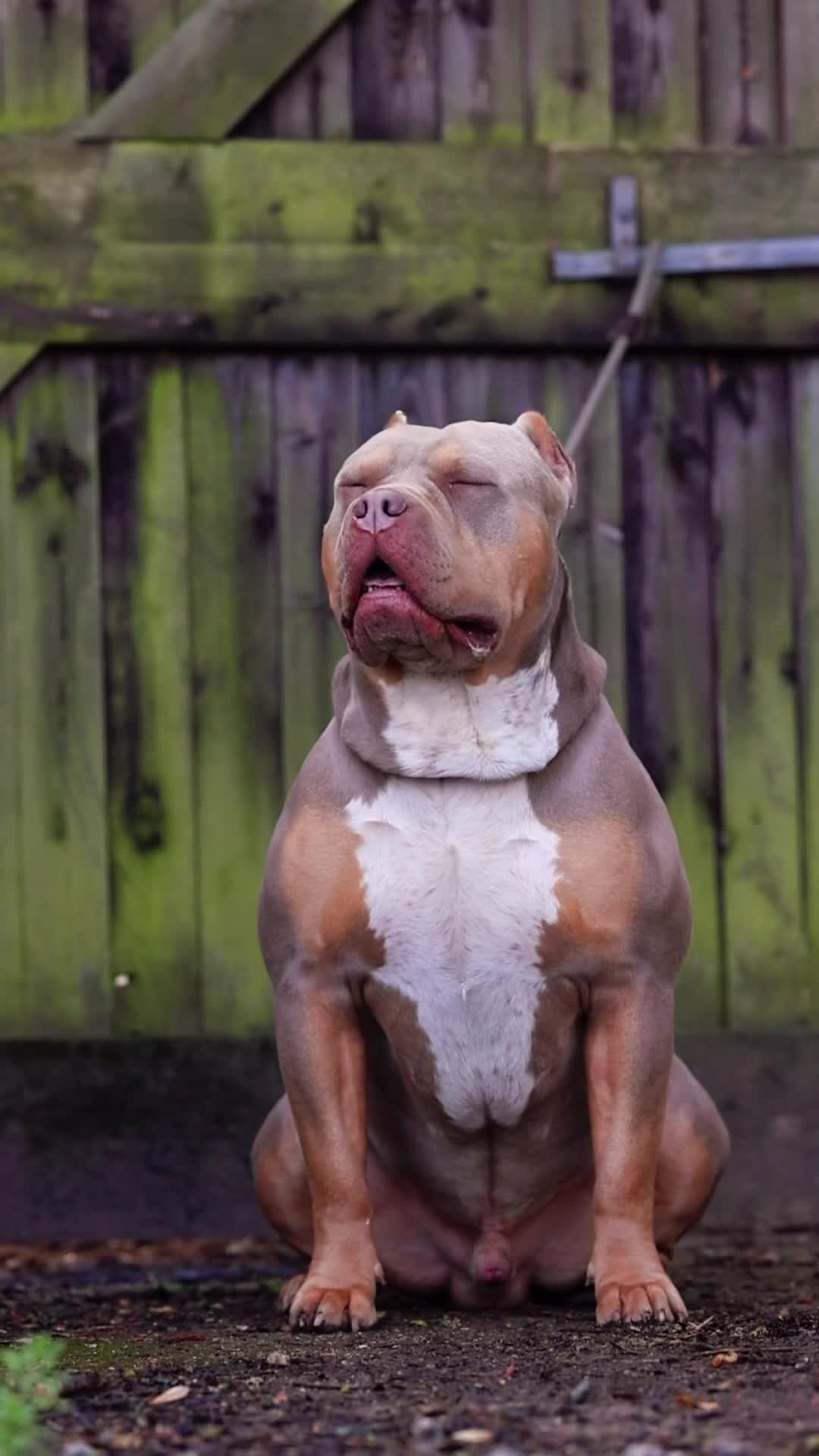 @Loco_bully_squad