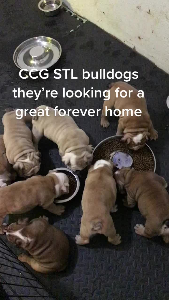 @CCG BULLDOGS