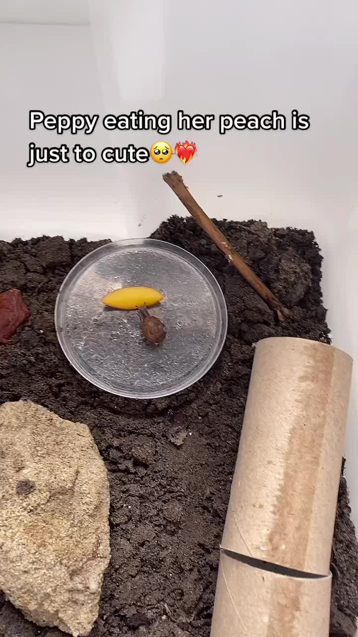 @Peppy the snail <3