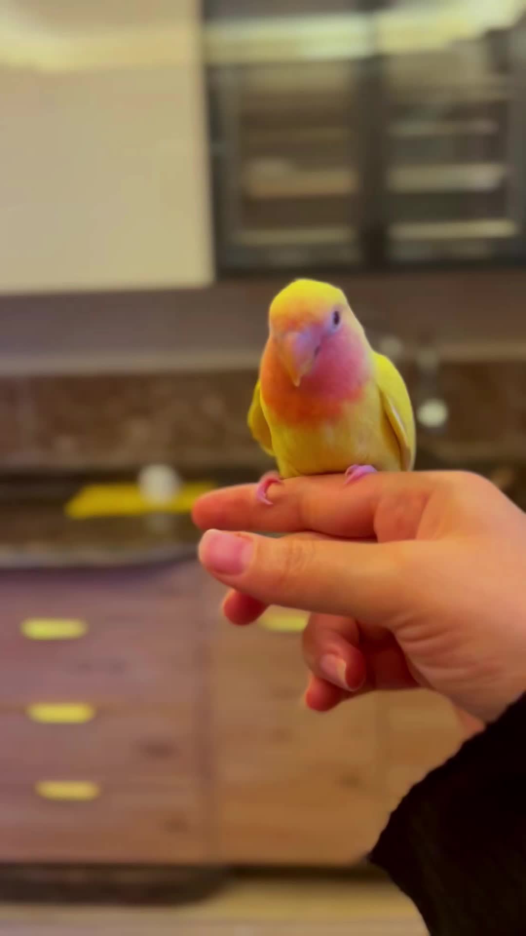 @༊෴✿سہارة✿〄
