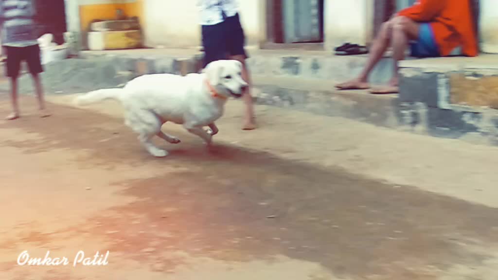 @Omkar Patil