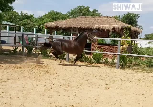 @🏇Sonu rider🏇