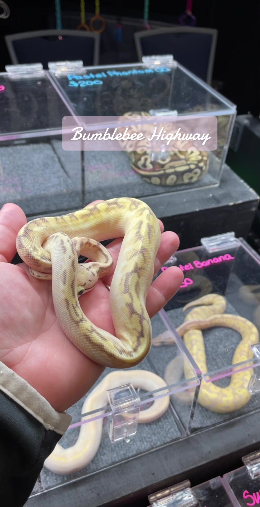 @KMReptiles