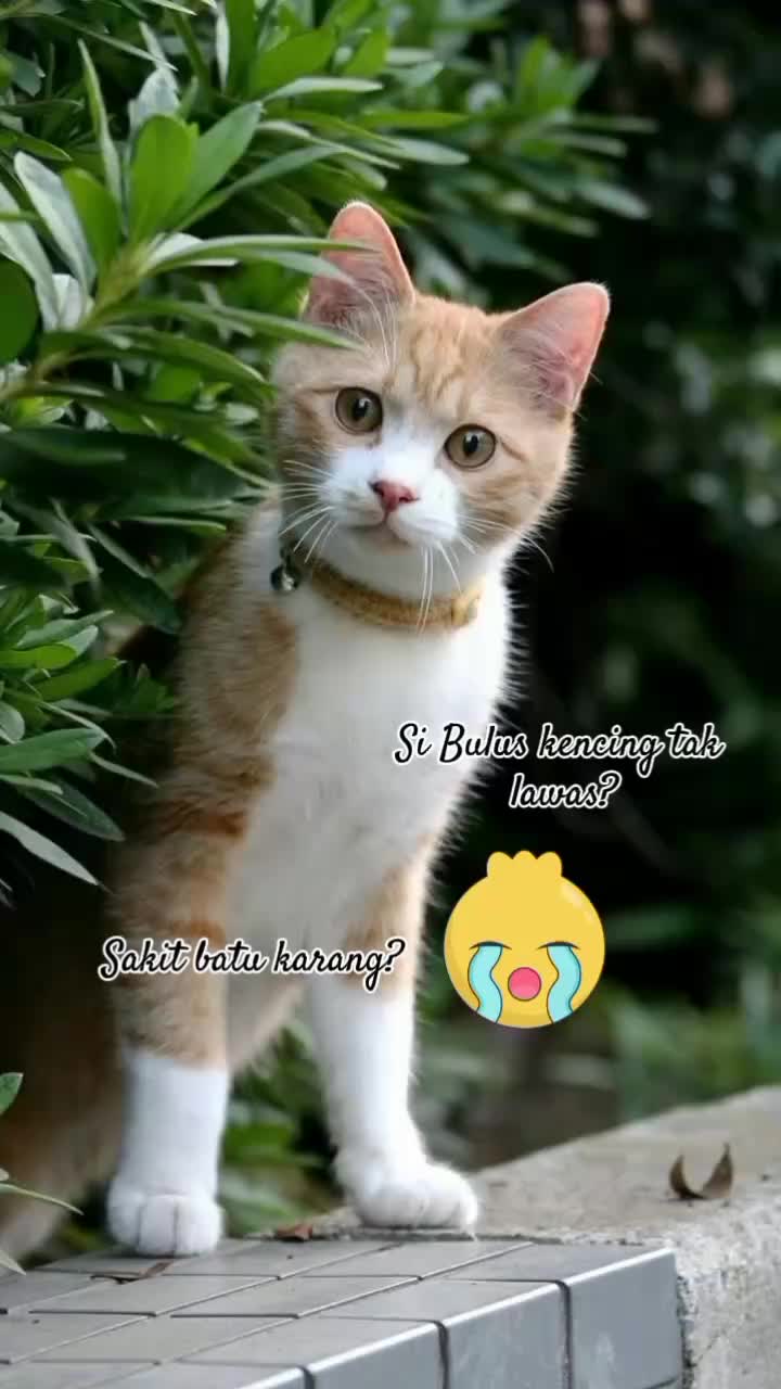 @Aimin Rafieka