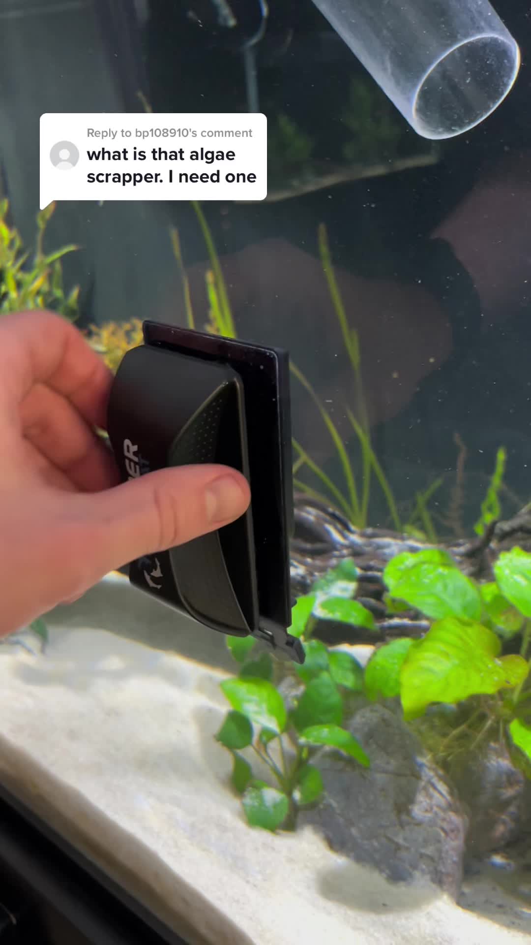 @Cichlid Bros