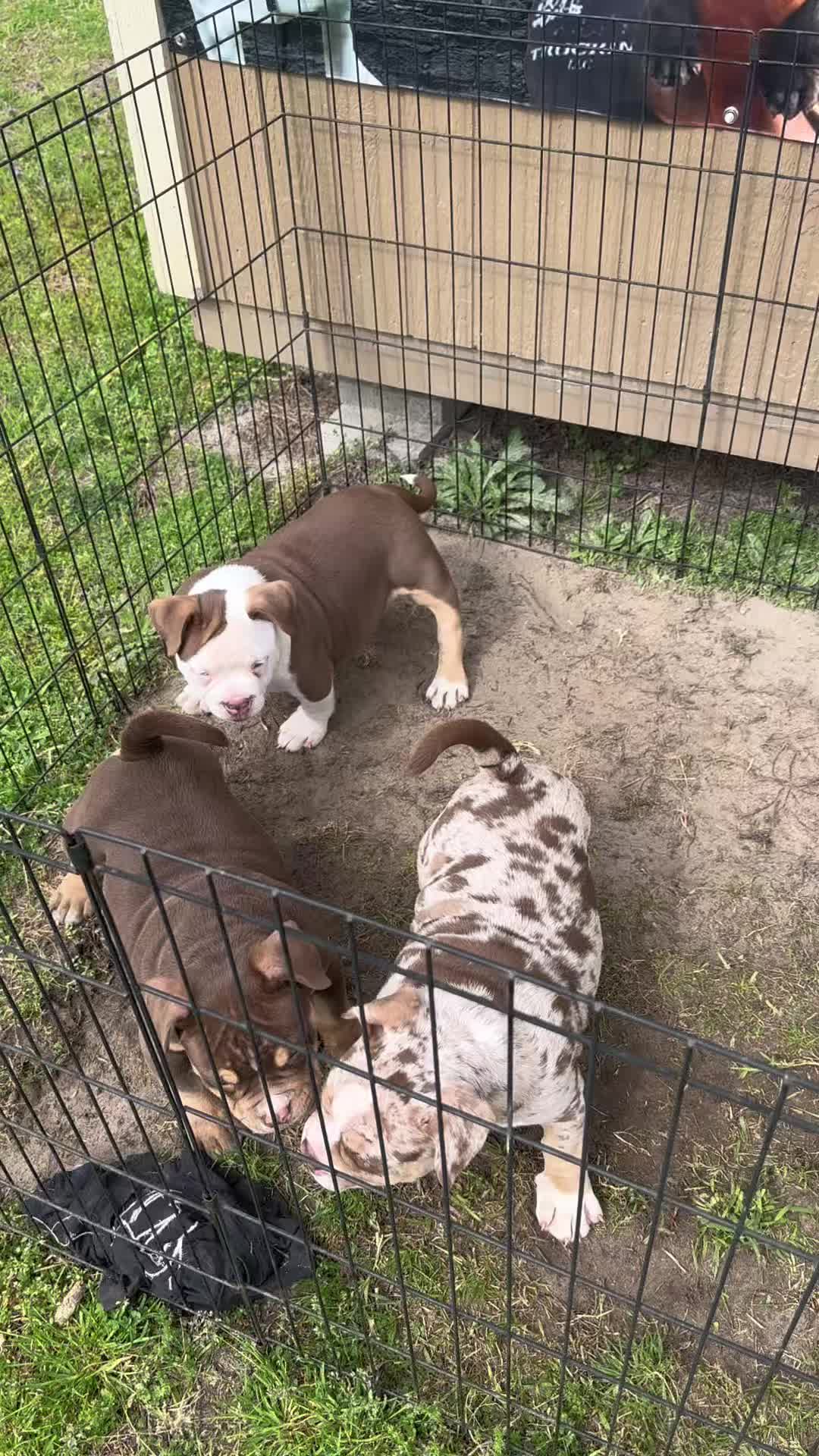 @a1bullykennel