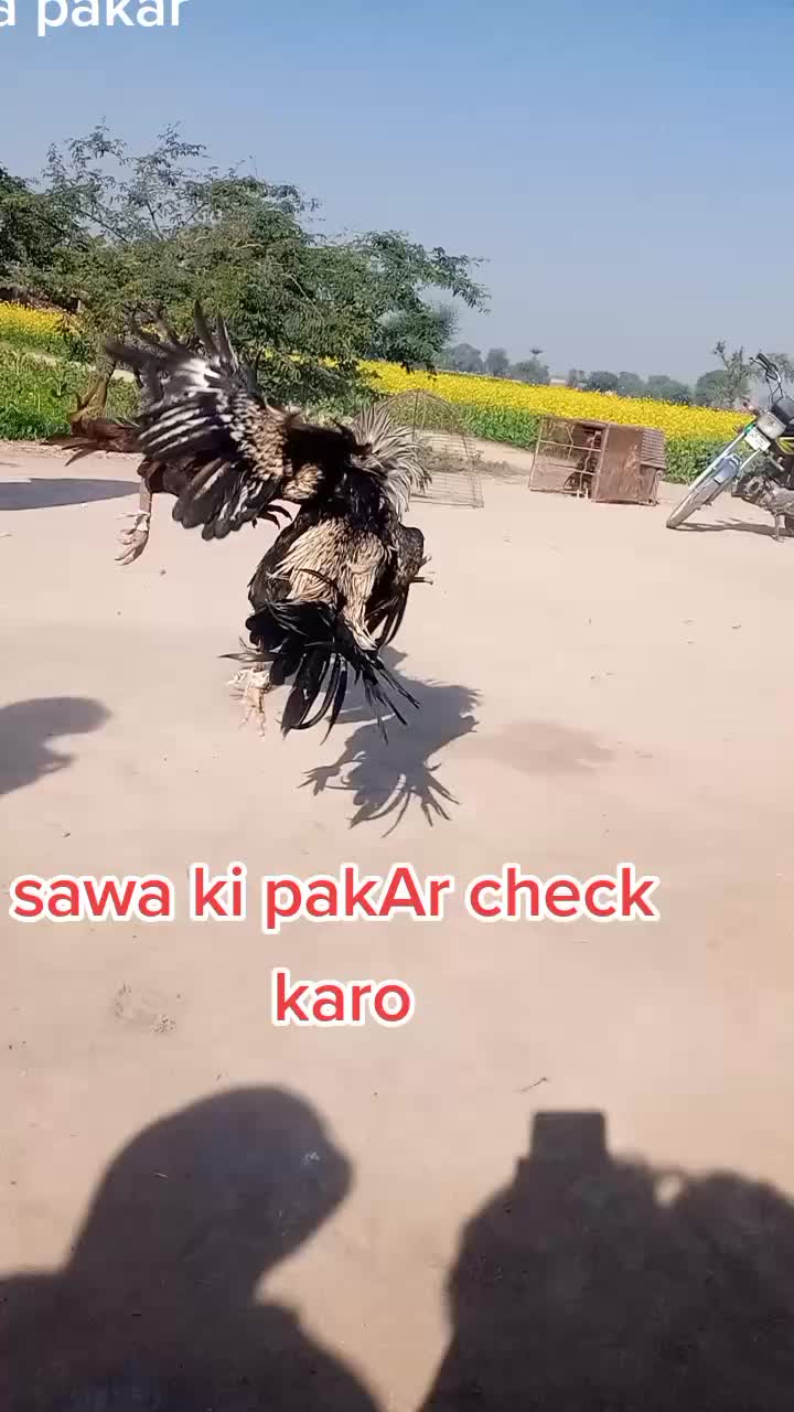 @malikqamarmalik85